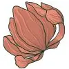 ウィリアムモリス花