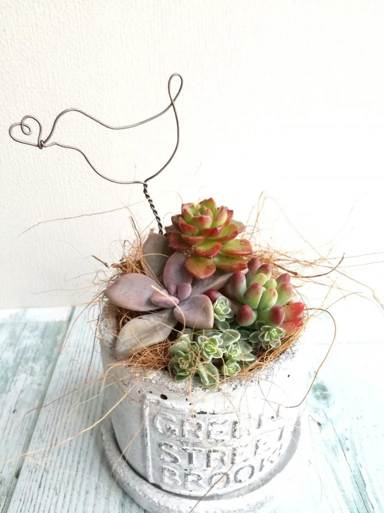 多肉植物の寄せ植え